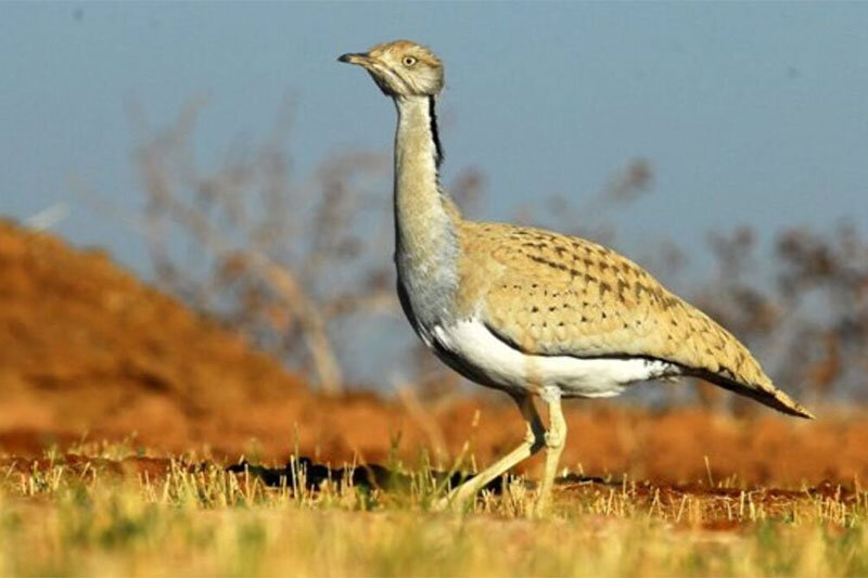 قاچاق یک پرنده در حال انقراض به کشورهای حاشیه خلیج فارس/ عکس