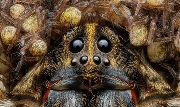 این عنکبوت گرگی جایزه عکاسی را ازآن خود کرد/ عکس