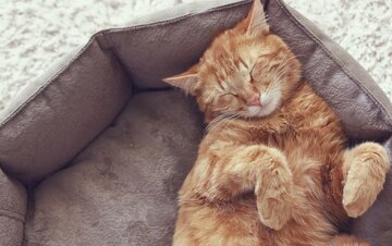 یک کشف عجیب و غریب/ گربه‌ها خواب‌هایشگفت انگیز می‌بینند!