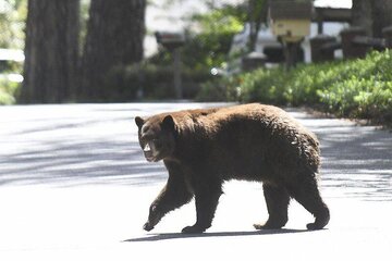 مشاهده یک خرس قهوه‌ای به همراه دو توله در این استان/ عکس