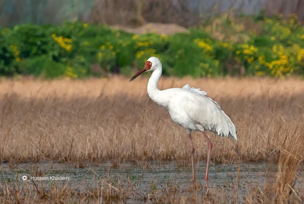 عاشق، وفادار و تنها مثل «امید»/ اگر تک درنای سیبری به ایران برنگردد...