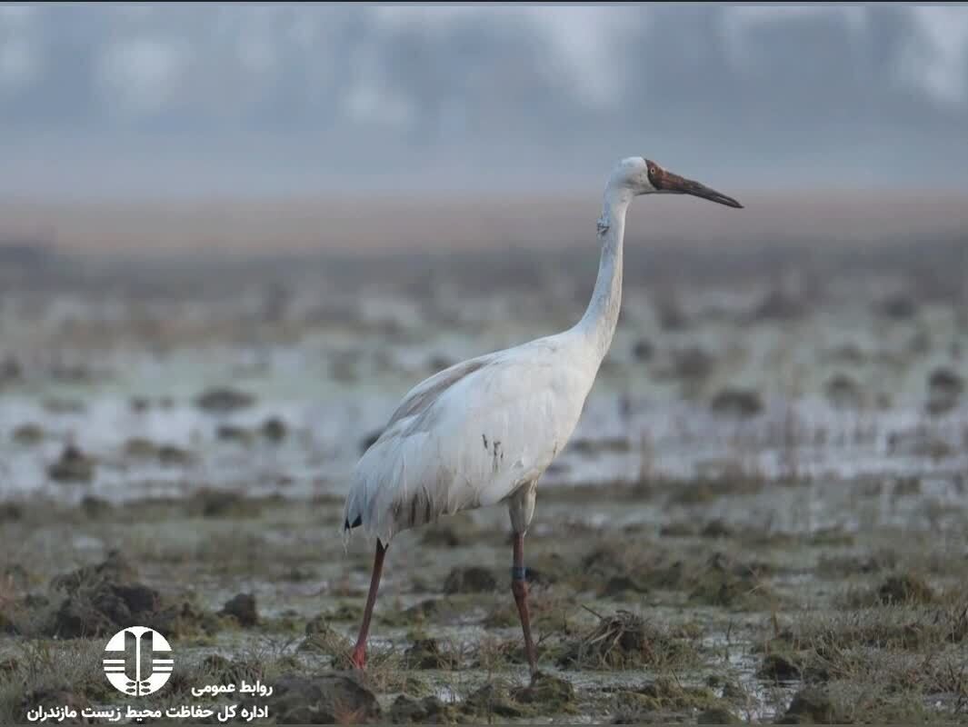 عاشق، وفادار و تنها مثل «امید»/ اگر تک درنای سیبری به ایران برنگردد...
