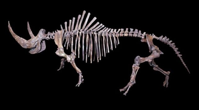 کشف یک حیوان باستانی از طریق مدفوع فسیل شده کفتارها!/ عکس