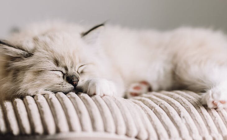 کشف یک حقیقت جالب درباره خواب گربه‌ها 