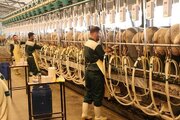 تولید ۶۷هزار تن شیر در واحدهای دامی قزوین