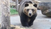 ببینید | ویدیویی جدید از زنده‌گیری بحث‌برانگیز خرس زخمی در مجن