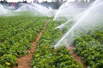 تصفیه آب برای کشاورزی؛ بهبود عملکرد محصولات با آب تصفیه شده