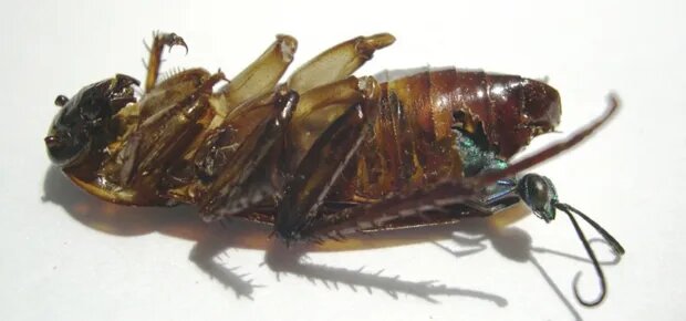 قلب سوسک، خوراک مورد علاقه قاتل ترسناک/ عکس