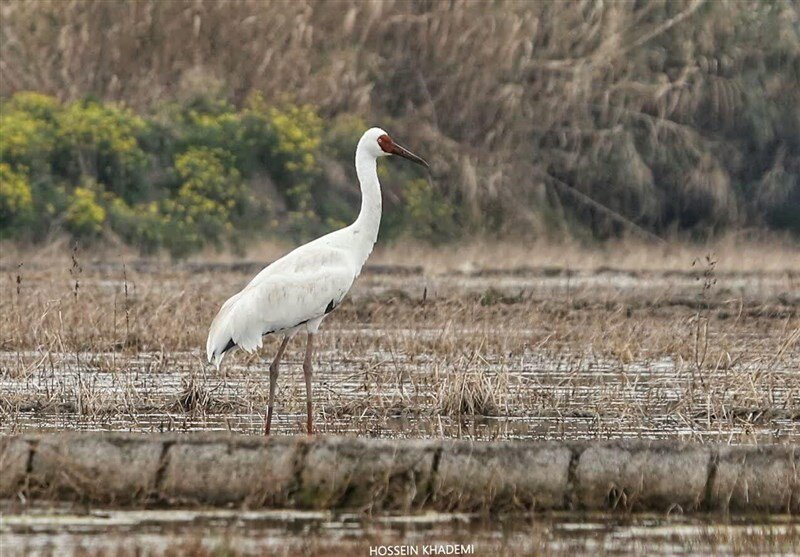 مدیر کل حفاظت محیط زیست مازندران: «امید دیر نکرده است»/ «رویا» در سلامت کامل است