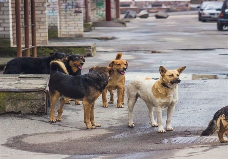 دنیا با جمعیت سگ‌های ولگرد چه کرده است؛ کشتن یا عقیم‌سازی؟