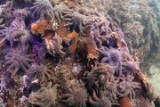 ببینید | کشف جدید دانشمندان درباره ستاره‌های دریایی