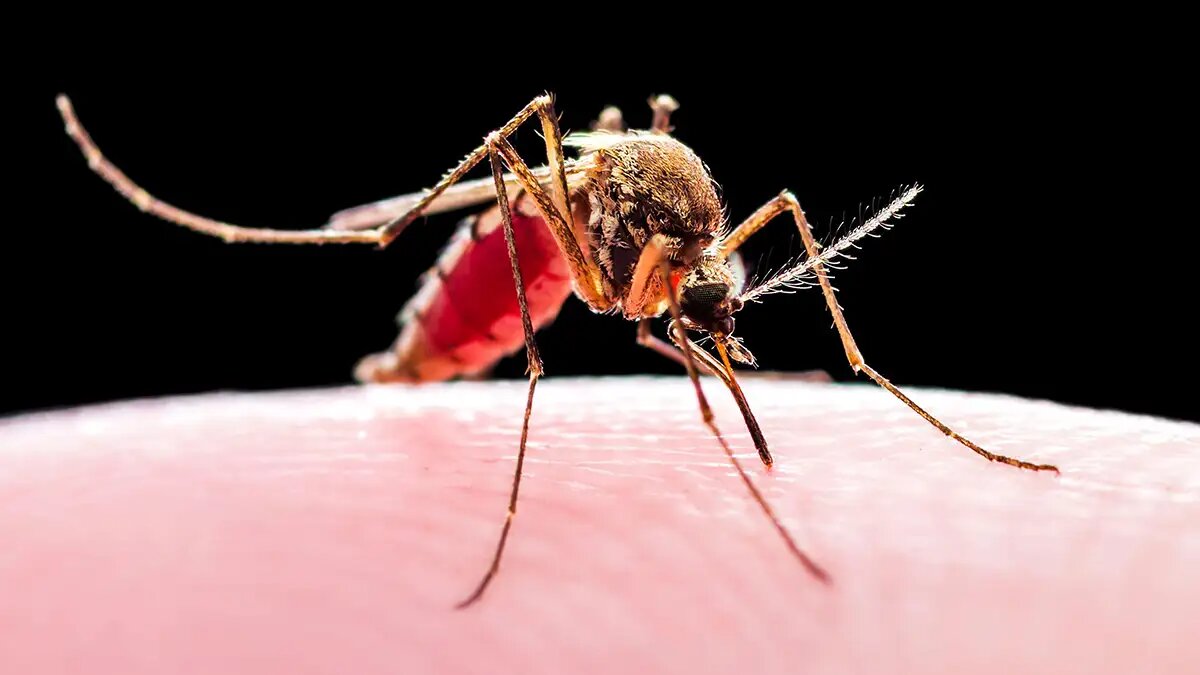 - ارتش پشه‌ها به کمک مردم برزیل آمدند!