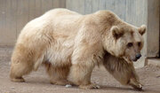 خرس‌های غول‌پیکر عجیب در مناطق شمالی دیده شدند/ عکس
