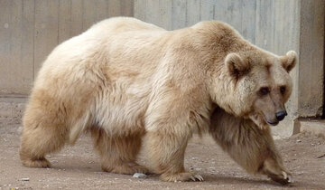 خرس‌های غول‌پیکر عجیب در مناطق شمالی دیده شدند/ عکس