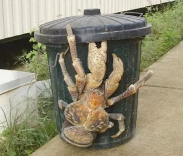 موجود عجیبی که در کنار یک سطل زباله پیدا شد!/ عکس