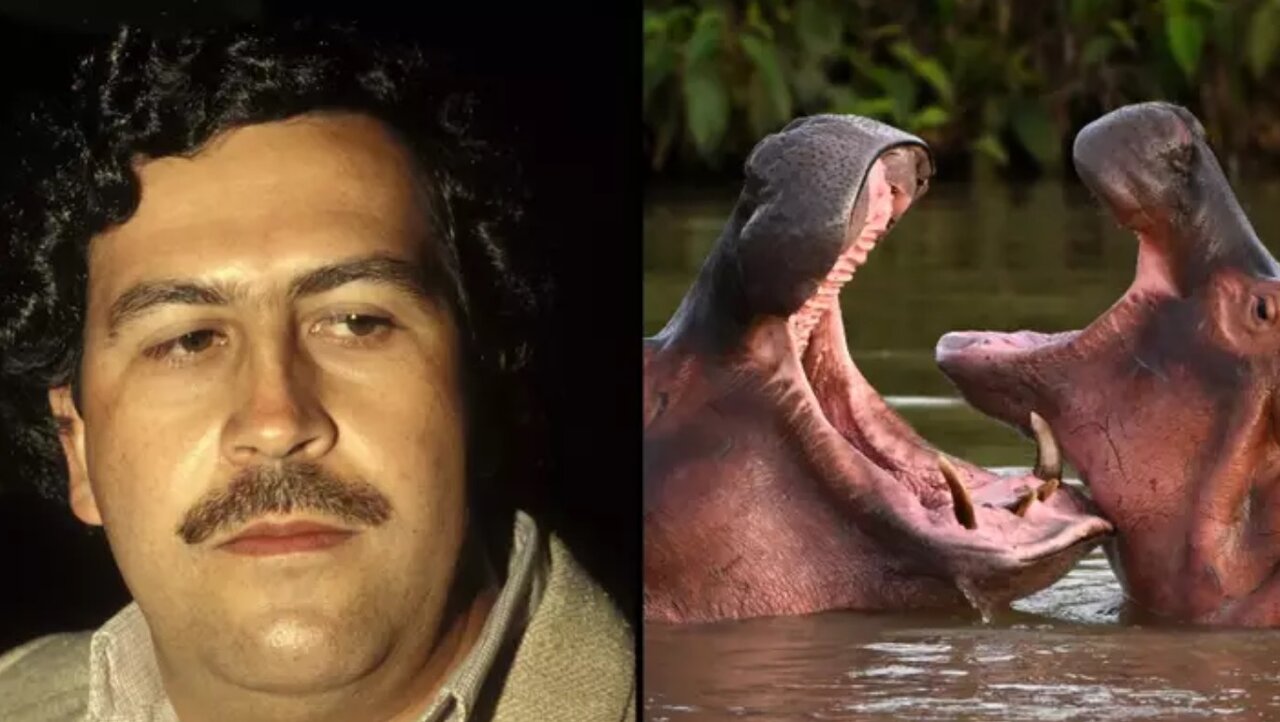 ماجرای عجیب کرگدنهای کوکائین/ پابلو اسکوبار این وسط چه کاره است؟