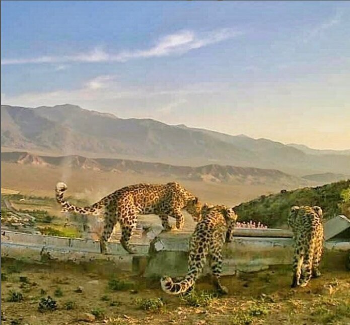 ثبت تصویر کم نظیر از خانواده پلنگ ایرانی در تپال شاهرود/ عکس