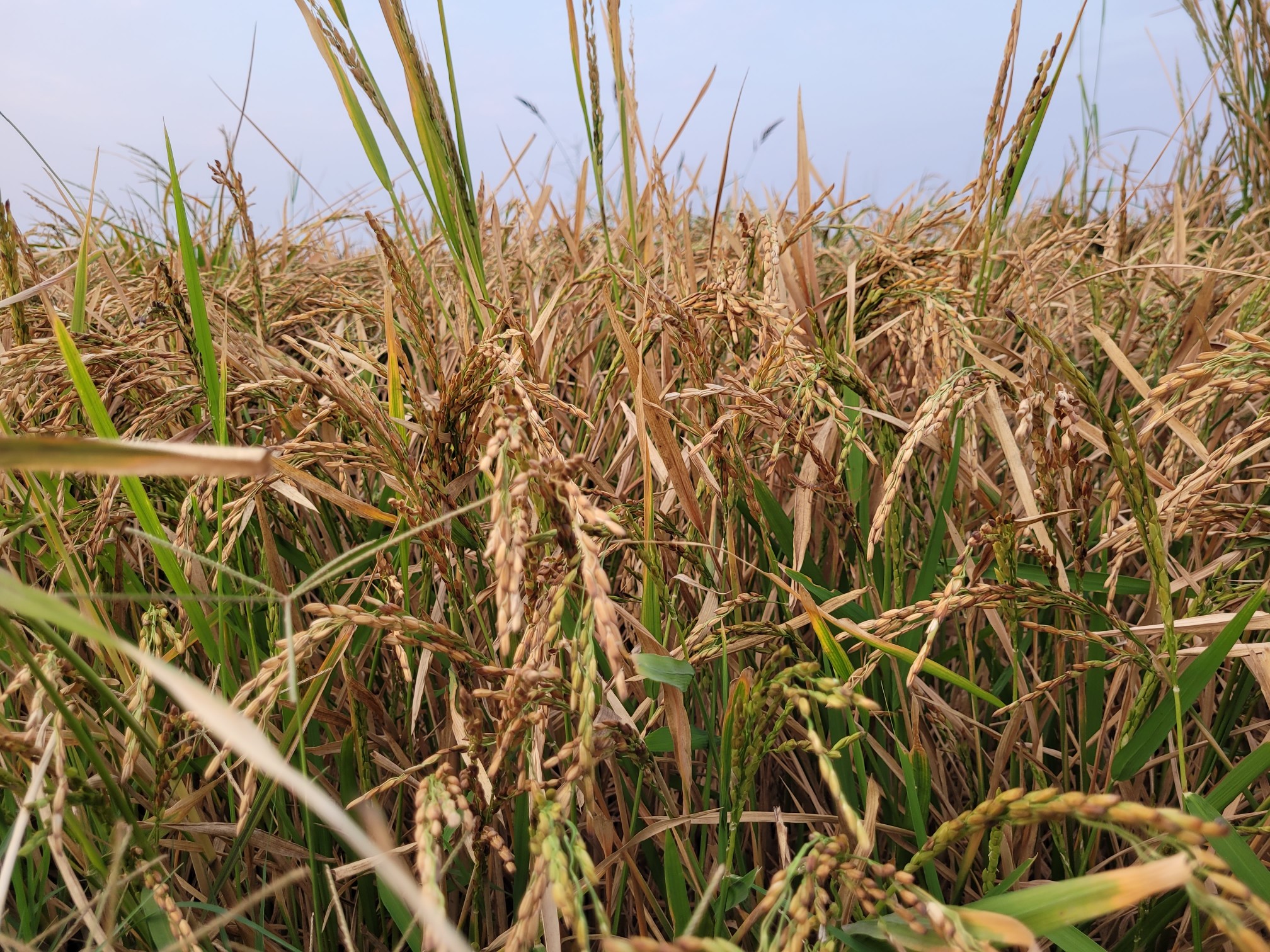 حال و هوای برداشت برنج عنبربو اهالی مزرعه شهرستان کرخه