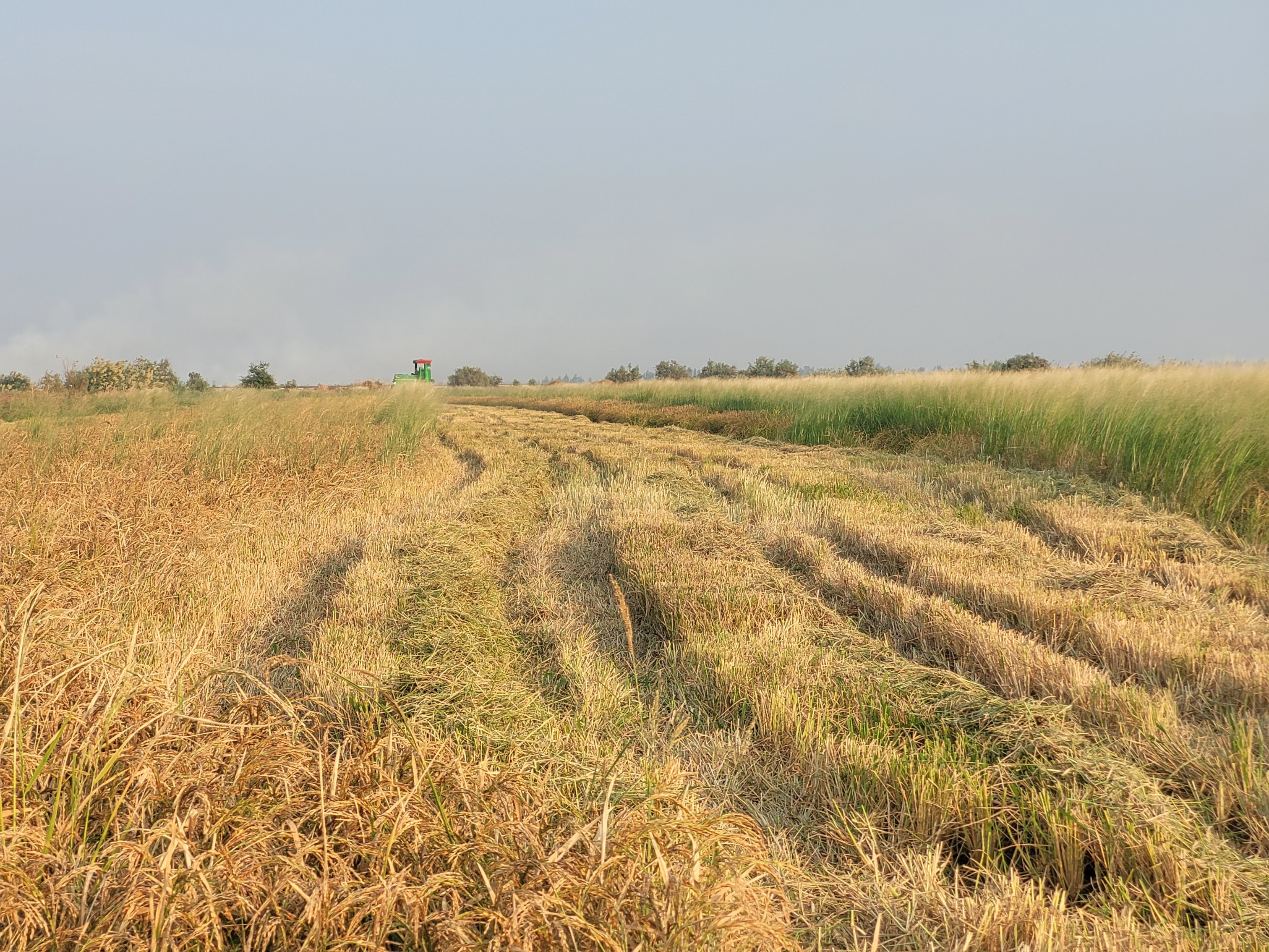 حال و هوای برداشت برنج عنبربو اهالی مزرعه شهرستان کرخه
