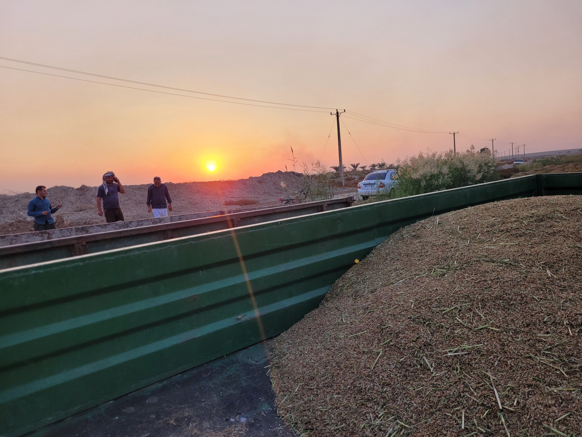 حال و هوای برداشت برنج عنبربو اهالی مزرعه شهرستان کرخه