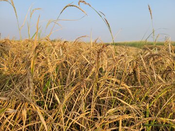 برنج کشاورزان خوزستانی در خطر نابودی