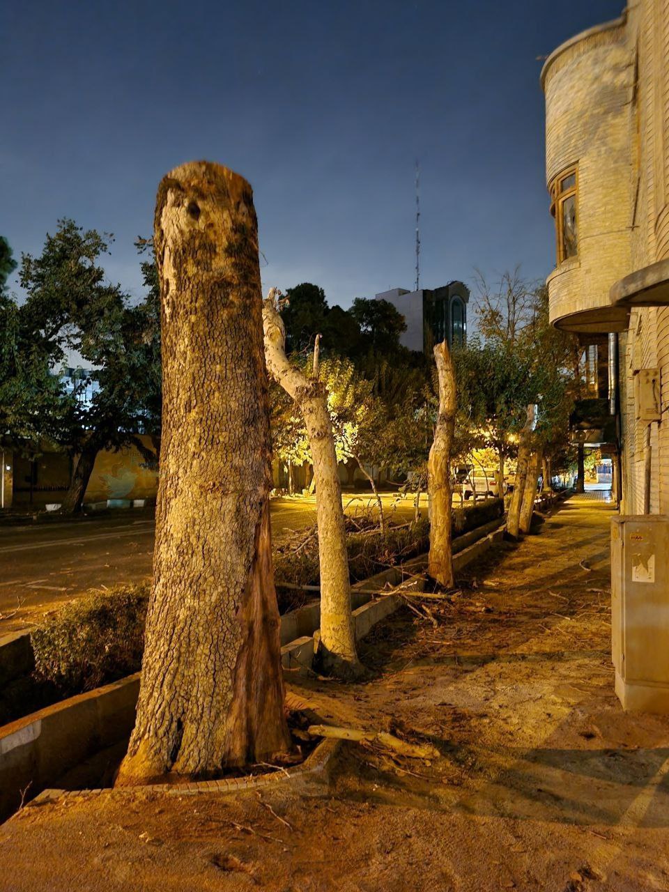 قطع شبانه درختان این خیابان قدیمی در تهران/ عکس