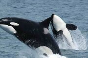 ببینید | ضبط تصاویری خاص از یک رفتار نادر در نهنگ قاتل