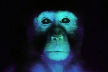 تولد میمونی عجیب در چین با چشمان سبز و انگشتان فلورسنت/ عکس