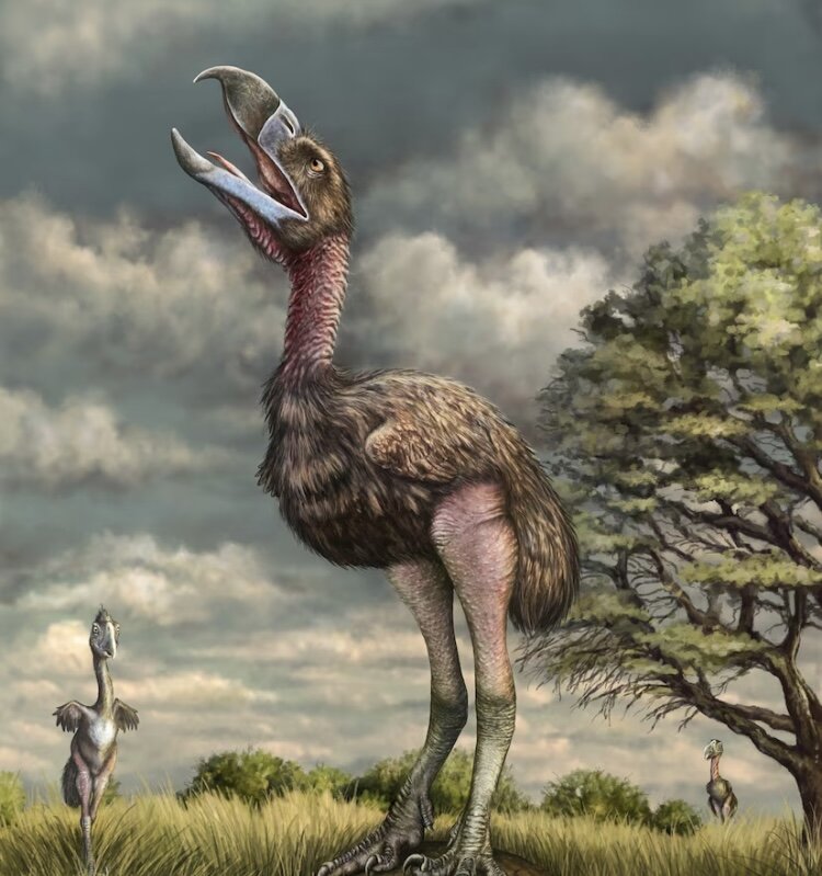 پرندگان وحشت، درندگان ترسناک غولپیکر/ عکس