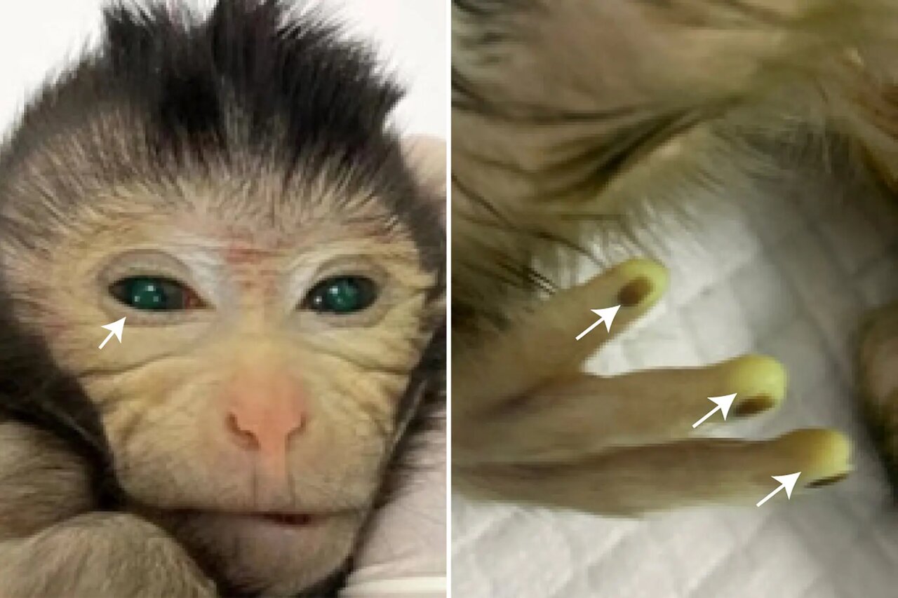 تولد میمونی عجیب با چشمان سبز و انگشتان فلورسنت/ عکس