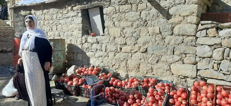 یاقوتهای سرخ در پیچوتاب دلهمرز