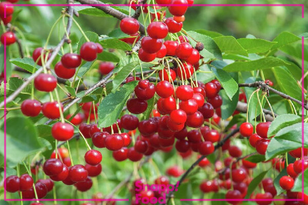 میوه‌های معروف شهر کرمان را بشناسید