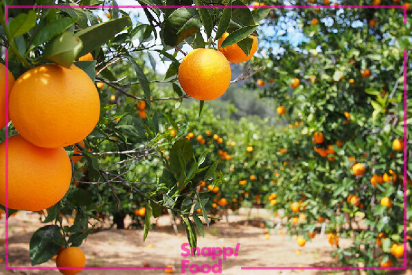 میوه‌های معروف شهر کرمان را بشناسید
