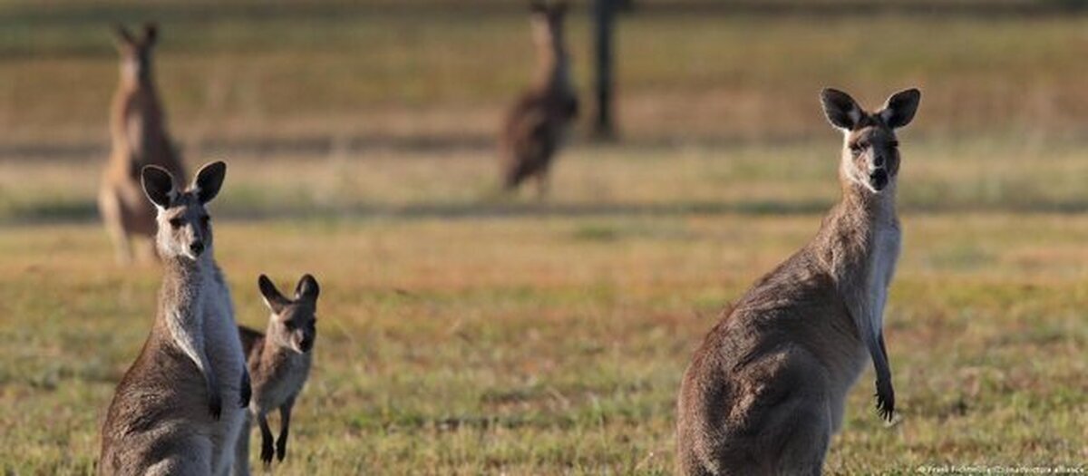 کشتار سالانه ۴.۵ میلیون کانگورو/ چرا در استرالیا دستور کشتن این گونه جانوری صادر می‌شود؟