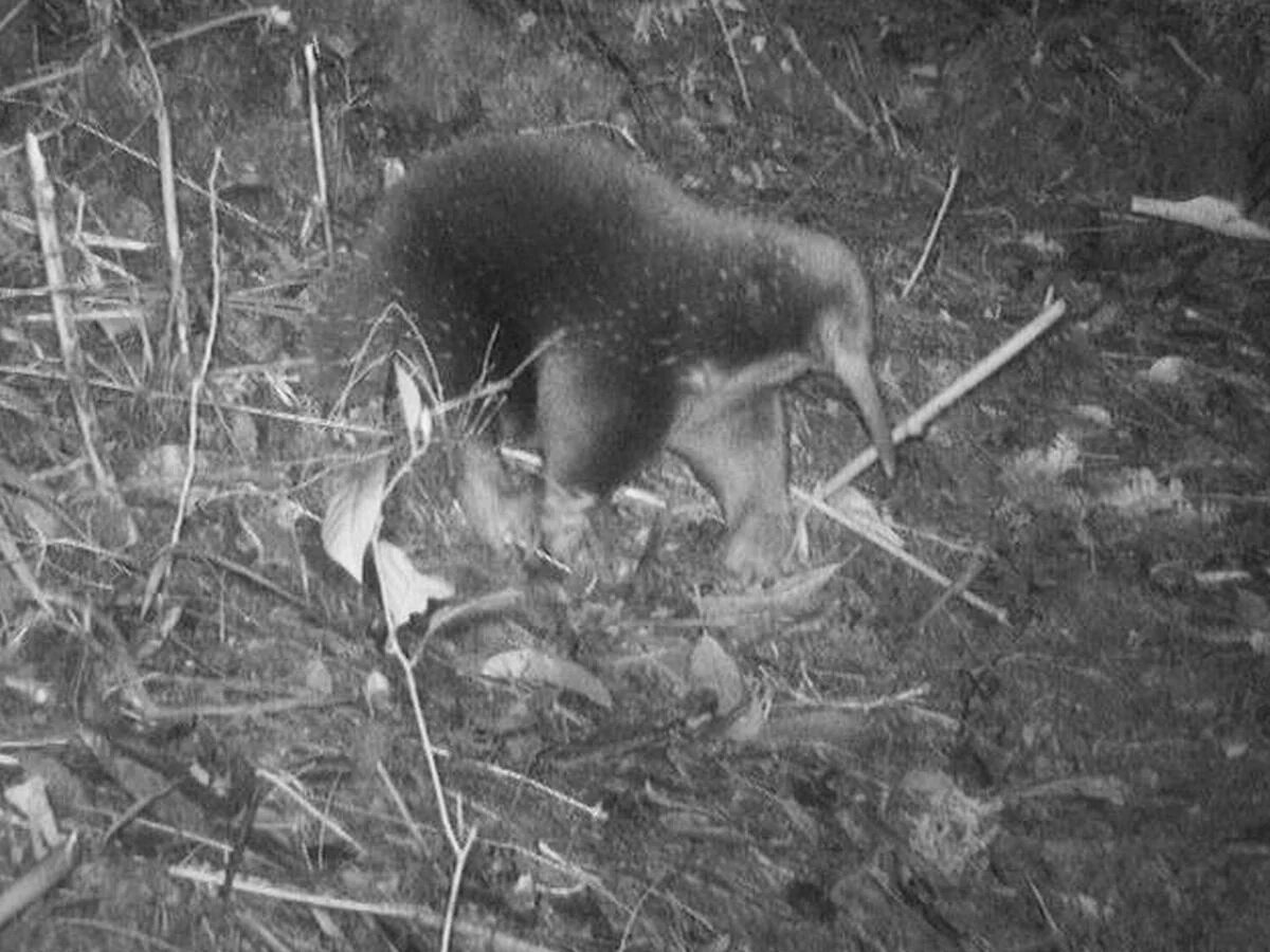 موجود عجیبی که پس از ۶۰سال در دوربین دیده شد!/ عکس