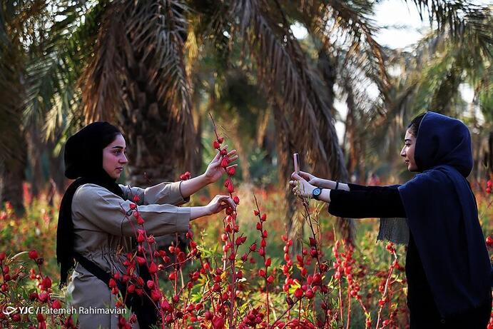 تصاویر جالب از جشنواره چای ترش/ عکس