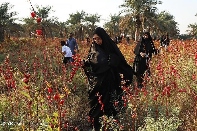 تصاویر جالب از جشنواره چای ترش/ عکس