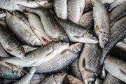 پیش‌بینی تولید هشت هزار تن ماهی گرمابی در کرمانشاه طی سال جاری