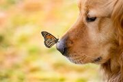 ببینید | بازی جالب یک سگ با یک پروانه