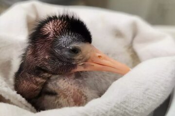 تولد پرنده‌ای عجیب در باغ‌وحشی در آمریکا/ عکس