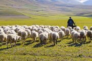 ببینید | جذب ۳۰ هزار فالوور توسط یک گوسفند در لایو چوپان!