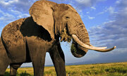 ببینید | حمله وحشیانه یک فیل عصبانی به خودروی سواری