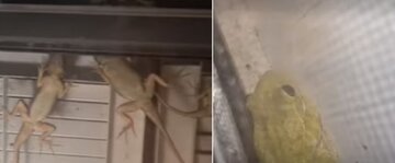 پناه آوردن مارمولکهاو قورباغهها به پنجره خانهها/ عکس