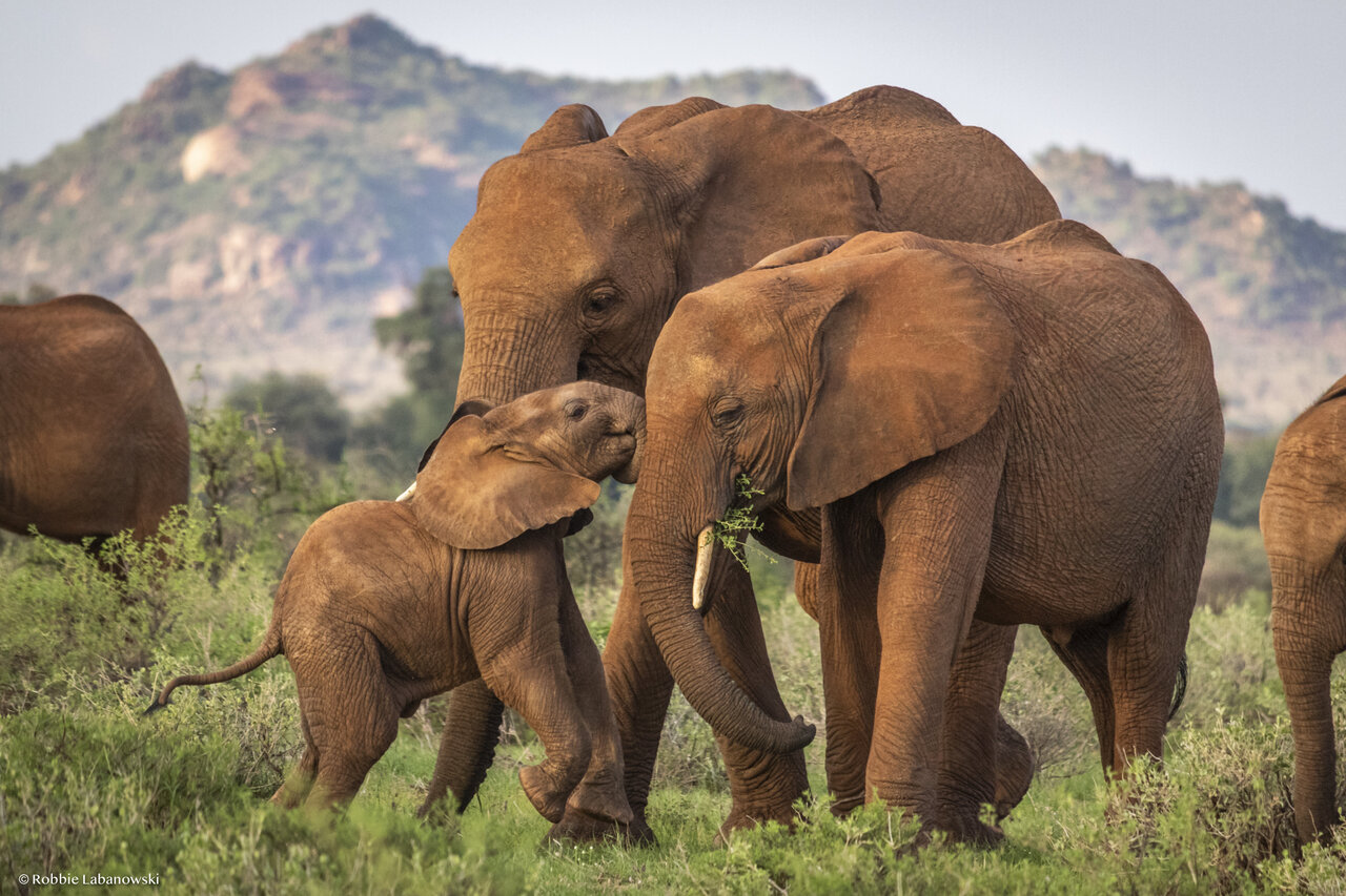 «فیل‌ها» هم برای یکدیگر اسم می‌گذارند!/عکس