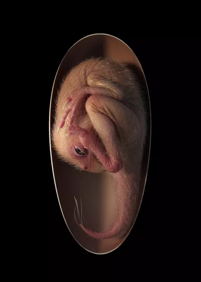 درون این تخم، یک دایناسور وجود دارد!/عکس