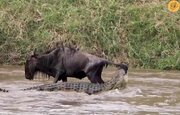 ببینید | نجات حیرت انگیز گوزن یالدار از دهان تمساح غول پیکر