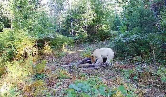 پرسه خرس قطبی در جنگل‌های مازندران واقعیت دارد؟/ عکس