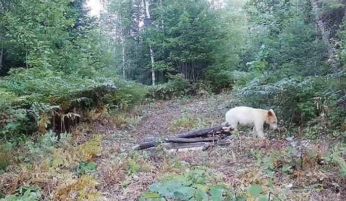 پرسه خرس قطبی در جنگلهای مازندران واقعیت دارد؟/ عکس