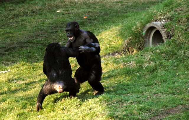 - رفتار خارق‌العاده شامپانزه‌/ جنگیدن به سبک انسان!