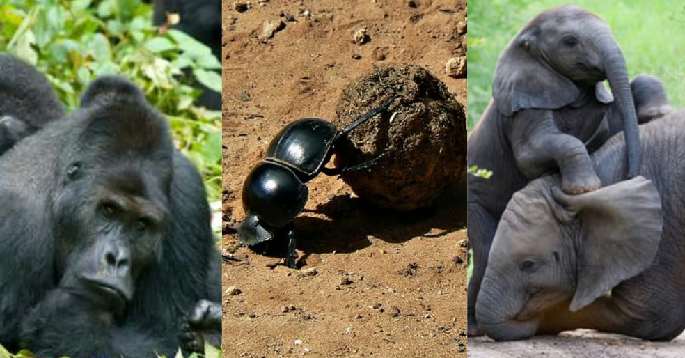 قدرتمندترین موجود جهان چیست؟/ فیل، گوریل یا کروکودیل؟